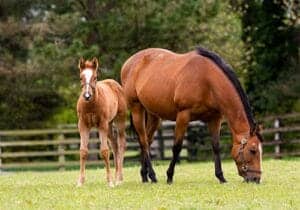 Equine Therapy